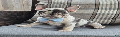 Jax Tri Merle Fluffy Carrier