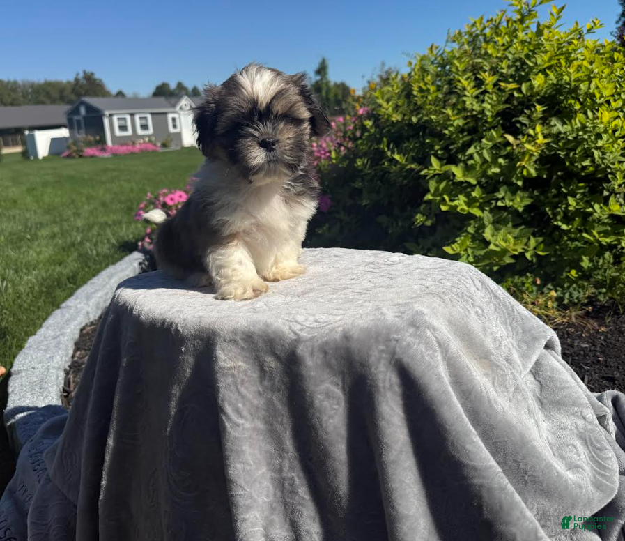 Shih Tzu dogs Mason - Ad 1