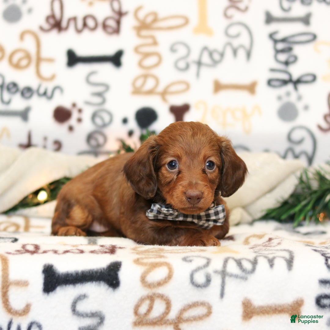 Miniature Dachshund dogs for sale: Isabella - Ad 4