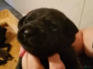 Labrador Retriever dogs Rover - Ad 5