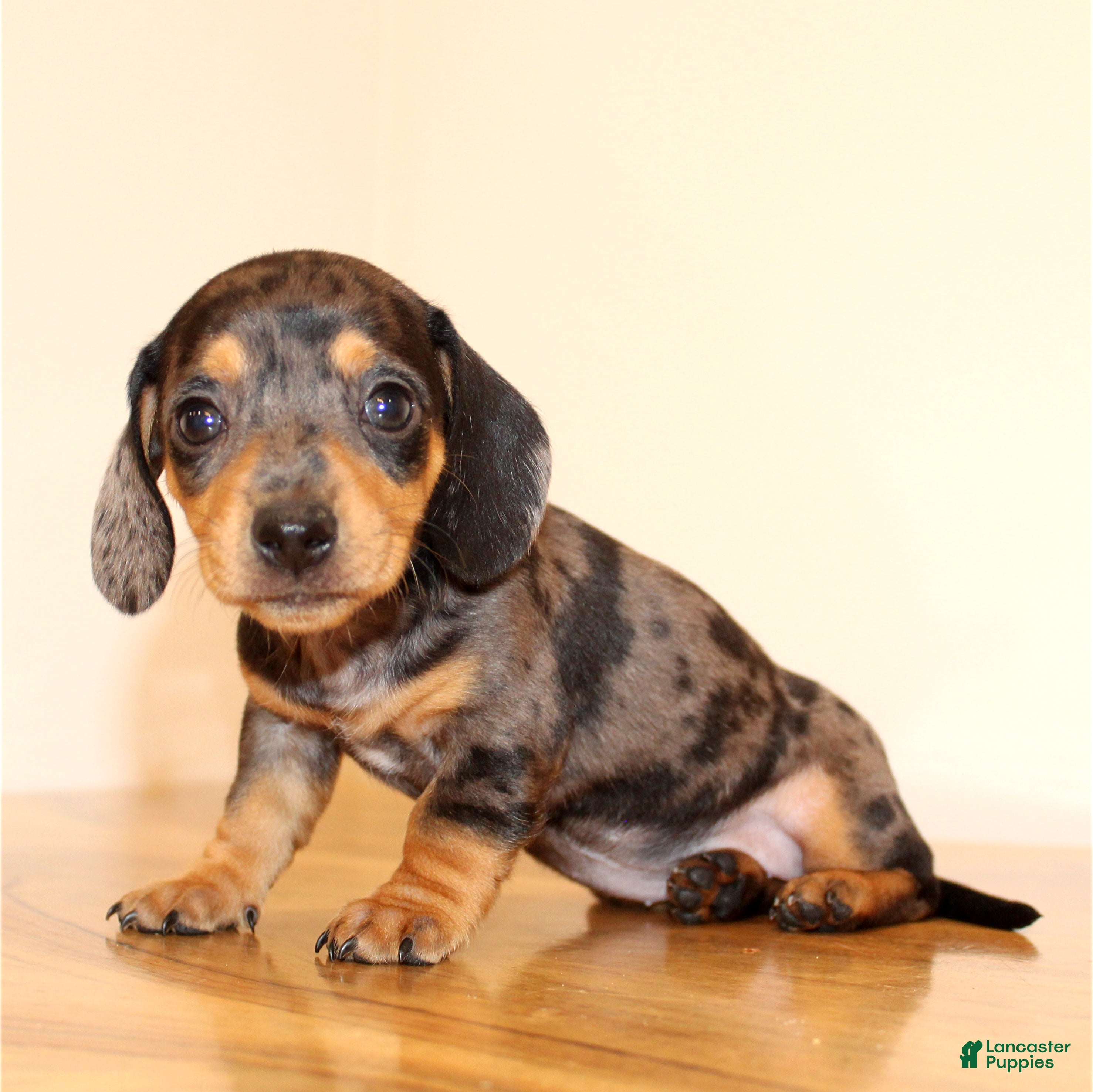 Miniature Dachshund dogs Molly - Ad 2