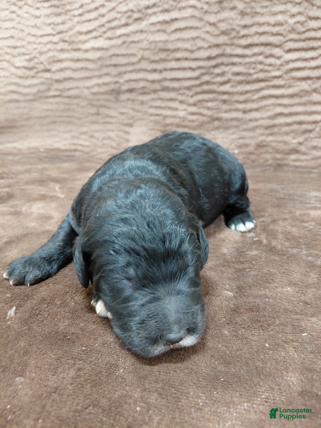 Bernedoodle dogs for sale: Baron - Ad 1