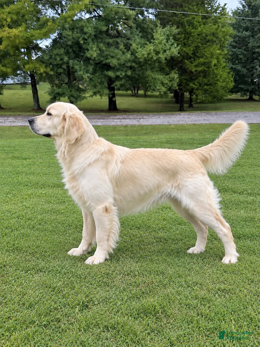 Golden Retriever dogs Benny - Ad 1