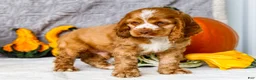 Cocker Spaniel dogs for sale: Polly - Ad 15