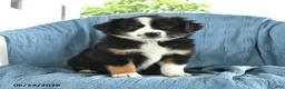 Miniature Australian Shepherd dogs for sale: Rocky - Ad 1