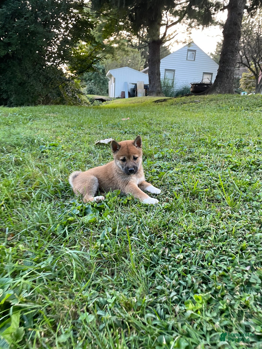 Shiba Inu dogs for sale: Amerika - Ad 7