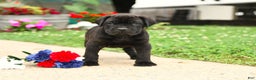 Cane Corso dogs for sale: Rockford - Ad 10