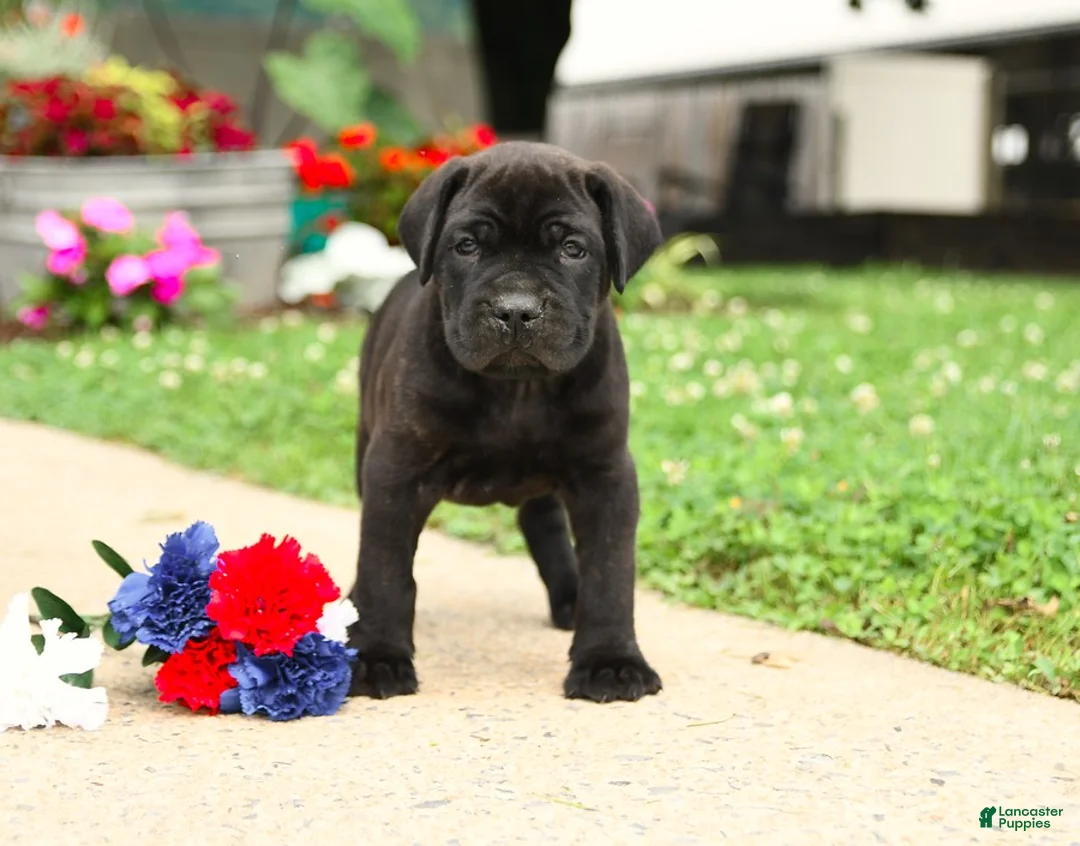 Cane Corso dogs for sale: Rockford - Ad 15
