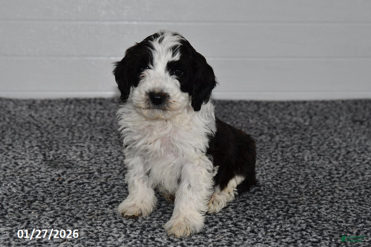 Mini Sheepadoodle dogs Pepper - Ad 2