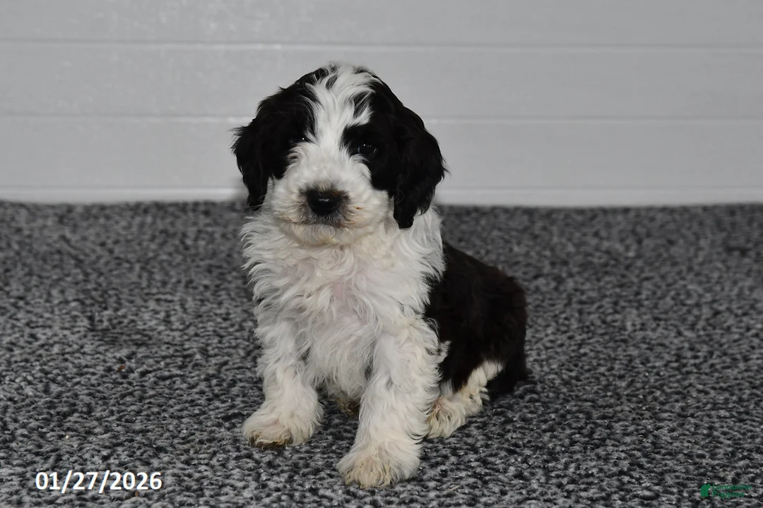 Mini Sheepadoodle dogs for sale: Pepper - Ad 2