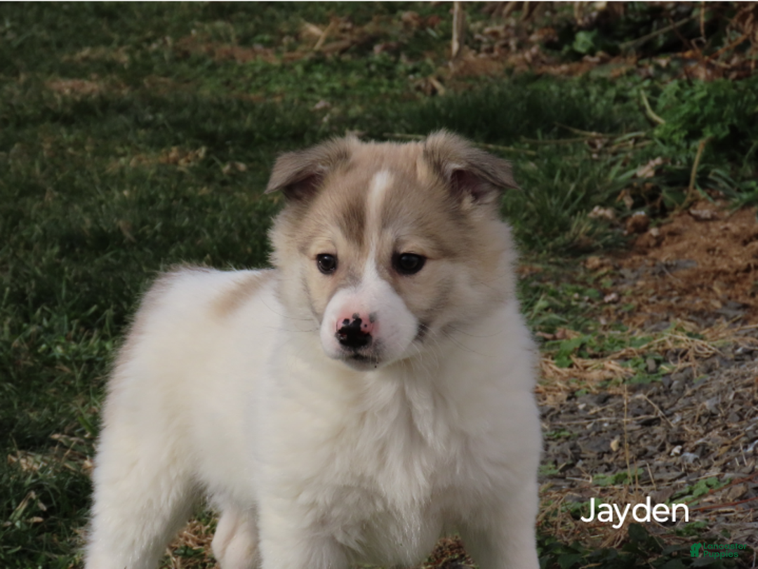 American Eskimo dogs for sale: Jayden  - Ad 3