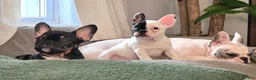 French Bulldog dogs for sale: Cruella French bulldog  - Ad 4