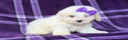 Bichpoo dogs for sale: Hope - Ad 8