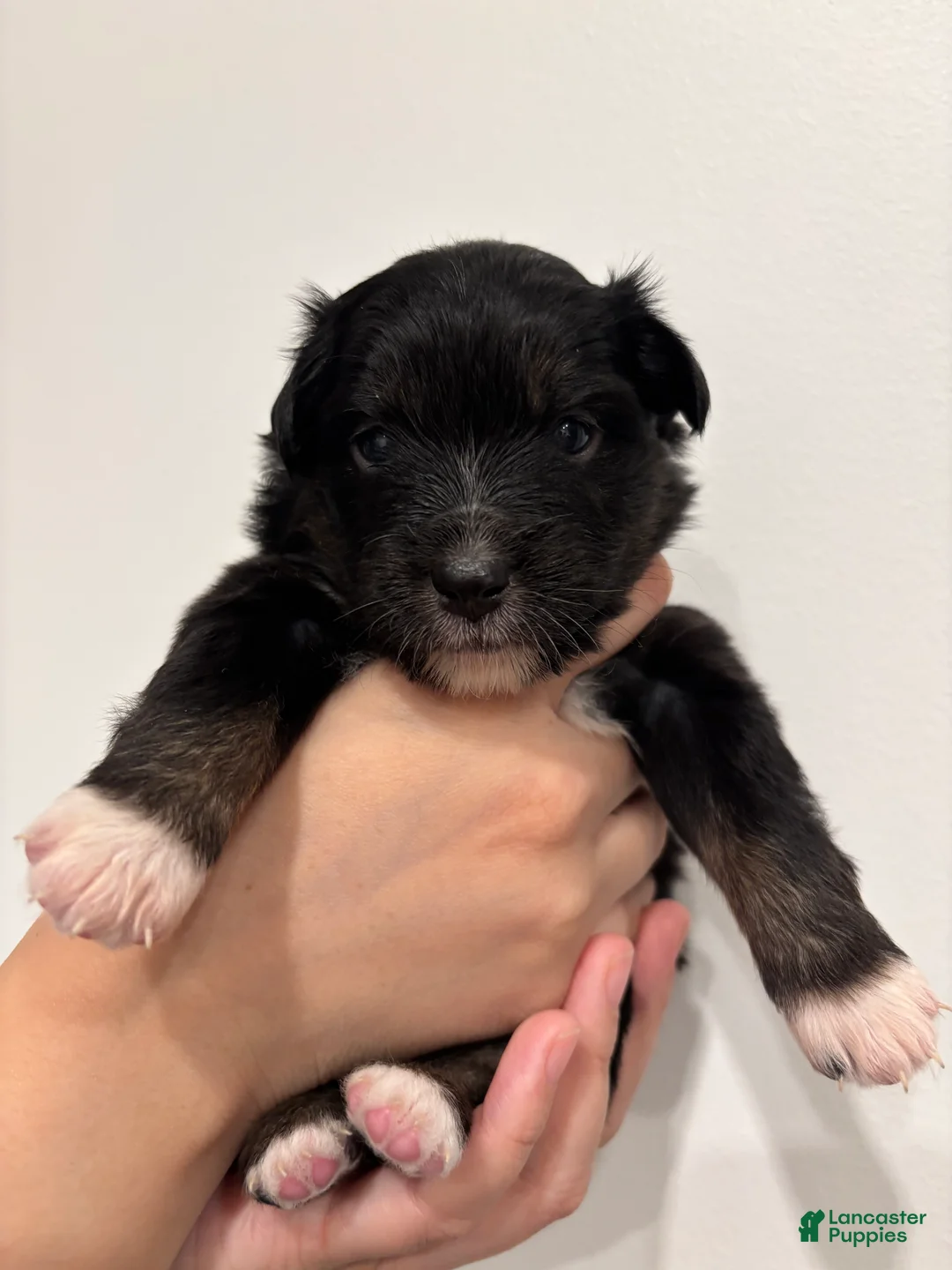 Miniature Australian Shepherd dogs for sale: Miniature Australian Shepherd Puppy 1 - Ad 2