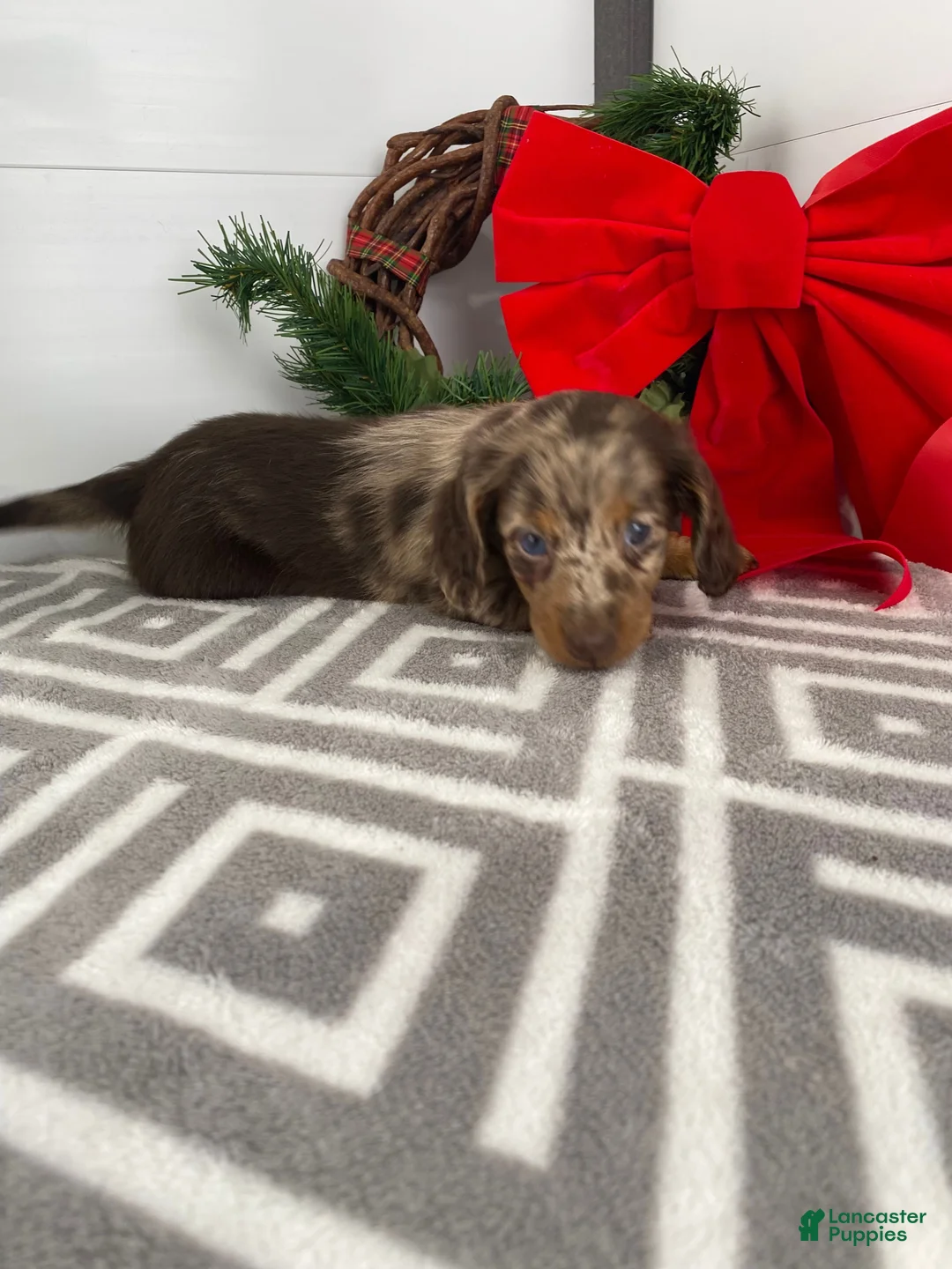 Miniature Dachshund dogs for sale: Rosie - Ad 10