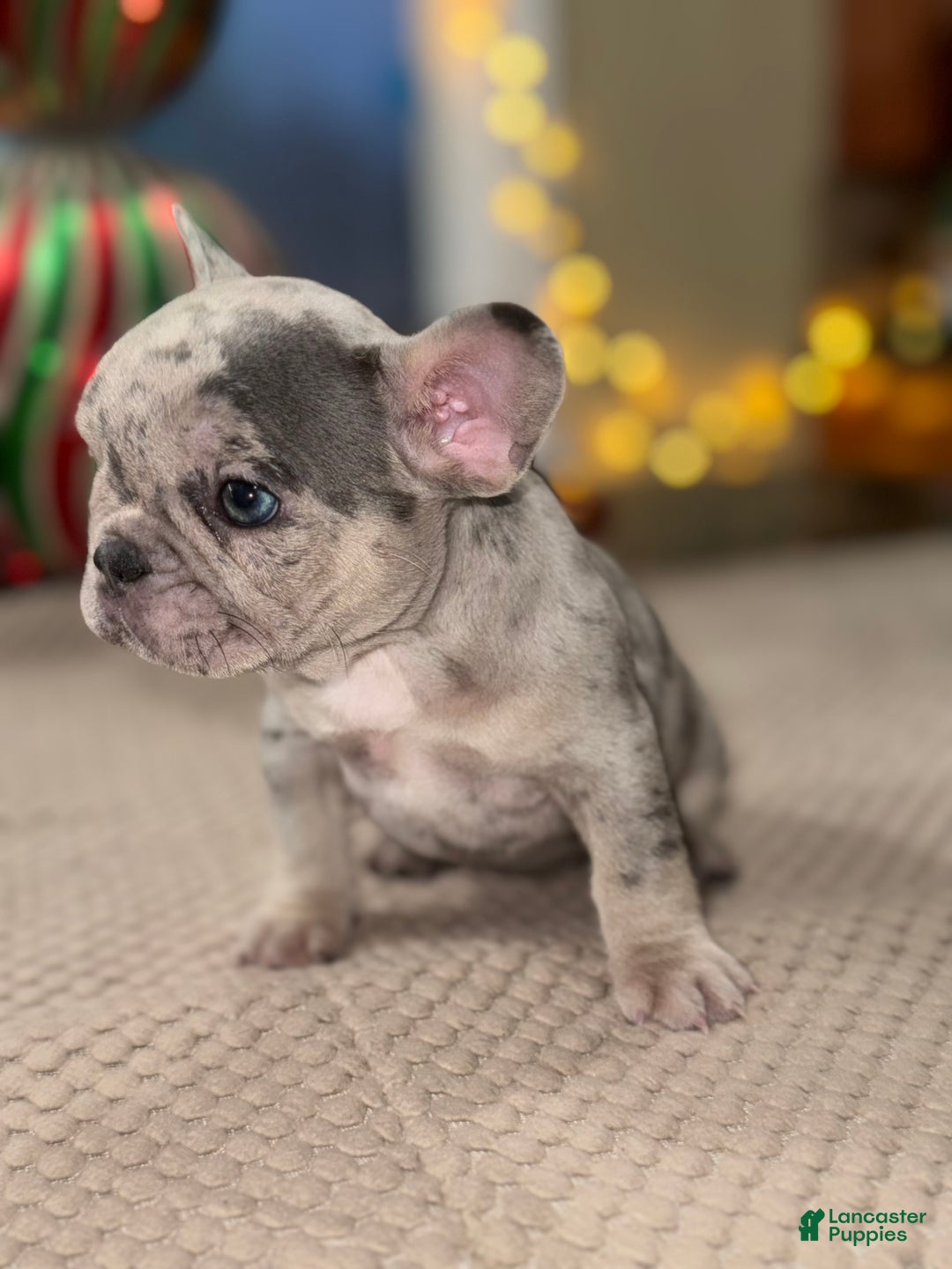 French Bulldog dogs for sale:  Skittles - Ad 1