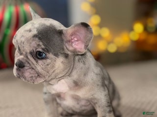 French Bulldog dogs Skittles - Ad 13