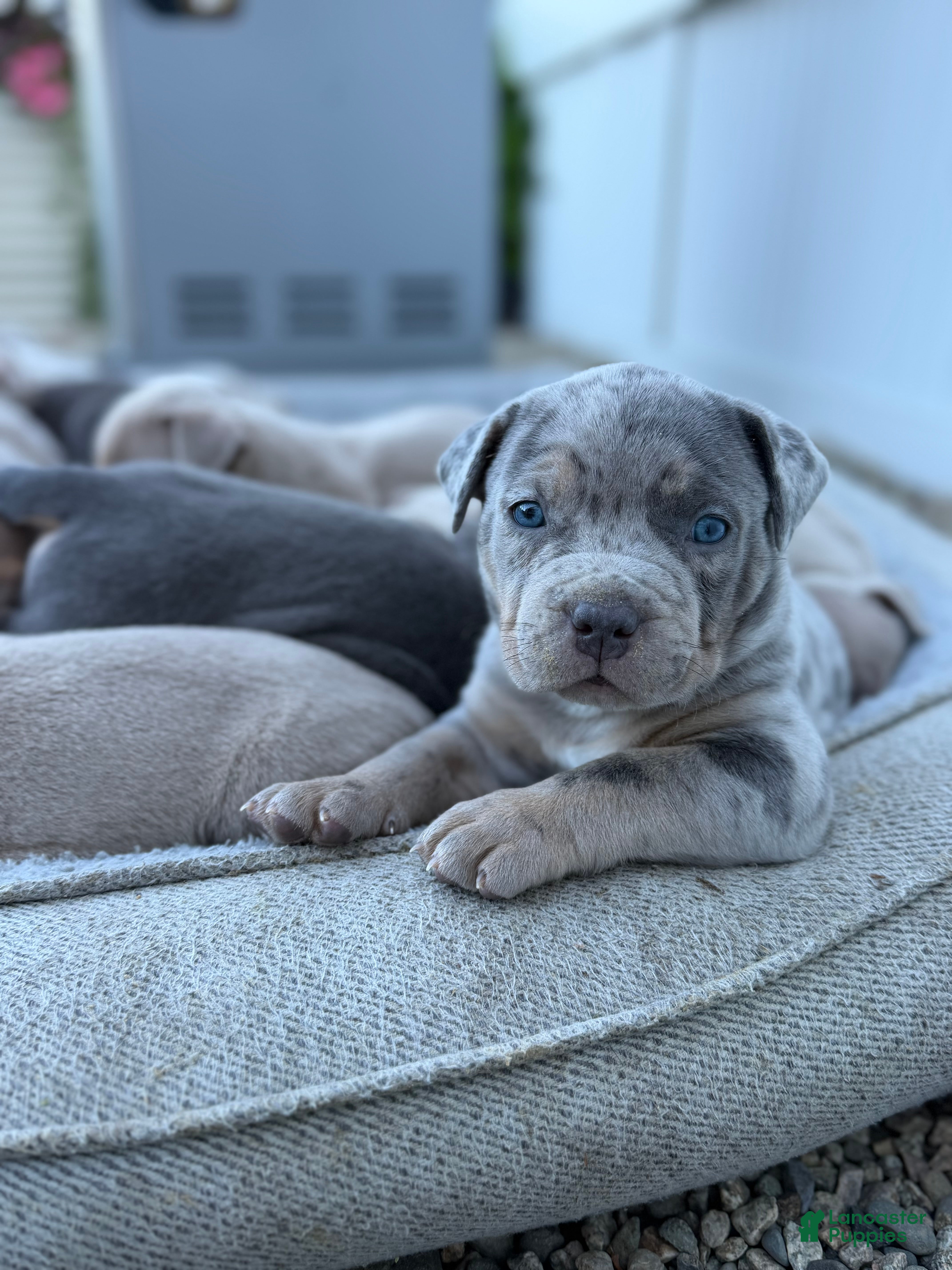 American Bully dogs Junior - Ad 1