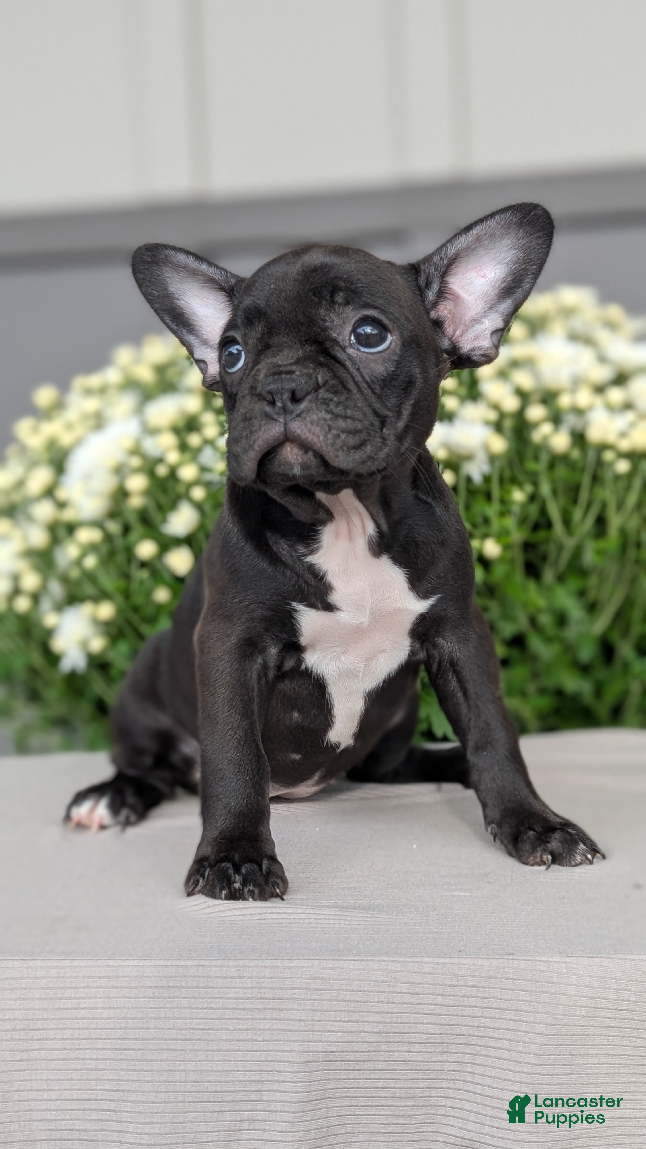 Frenchton dogs Bailey  - Ad 2