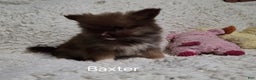 Pomeranian dogs for sale: Baxter - Ad 4
