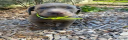 Labrador Retriever dogs for sale: Charlie - Ad 11