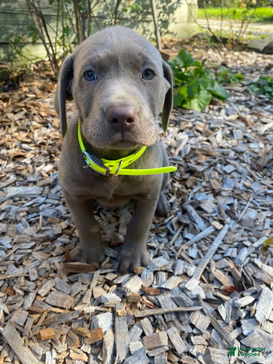 Labrador Retriever dogs for sale: Charlie - Ad 11