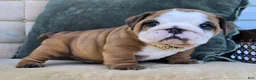 English Bulldog dogs for sale: Dominic - Ad 4