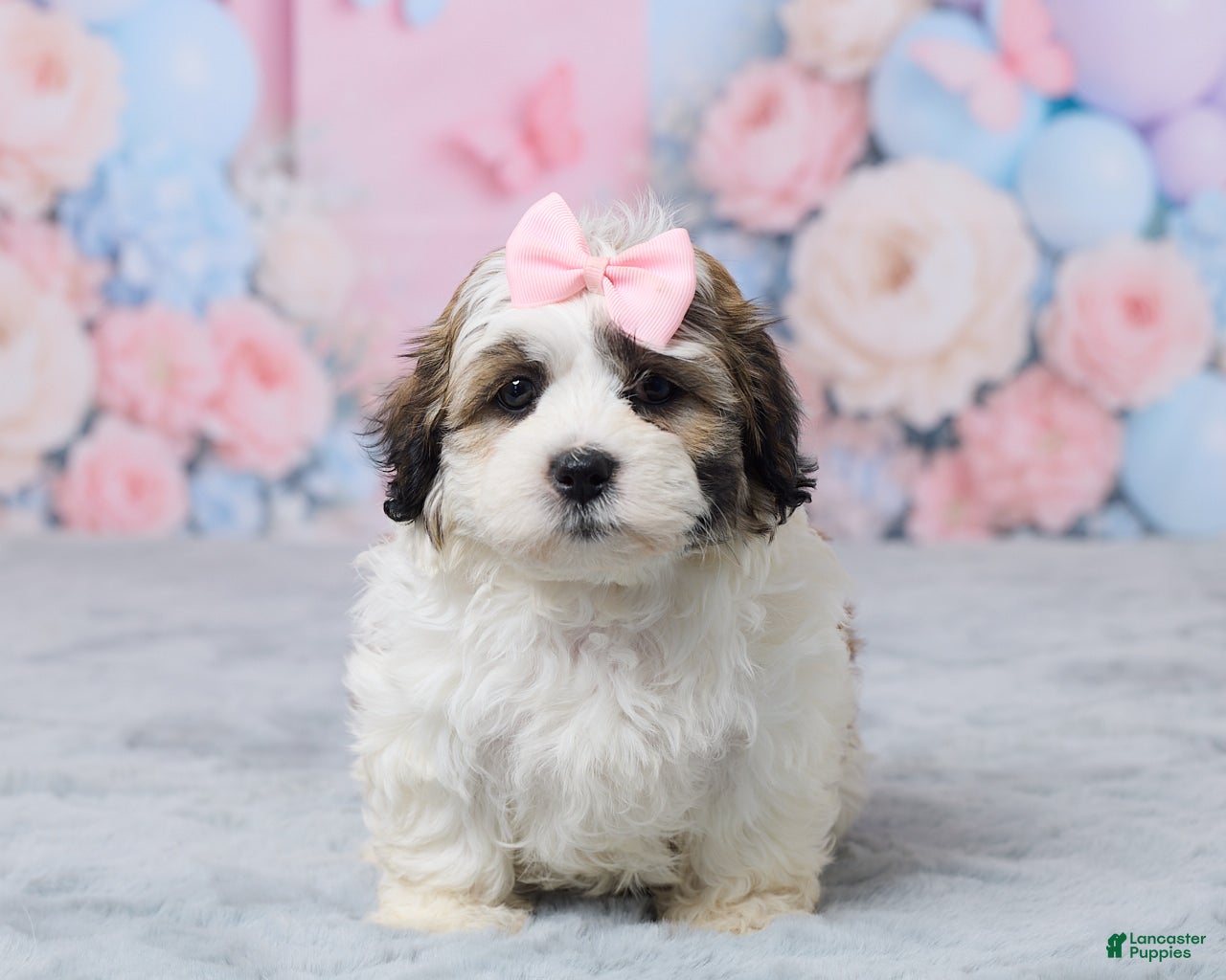 Teddy Bear dogs for sale: Mindy - Ad 1