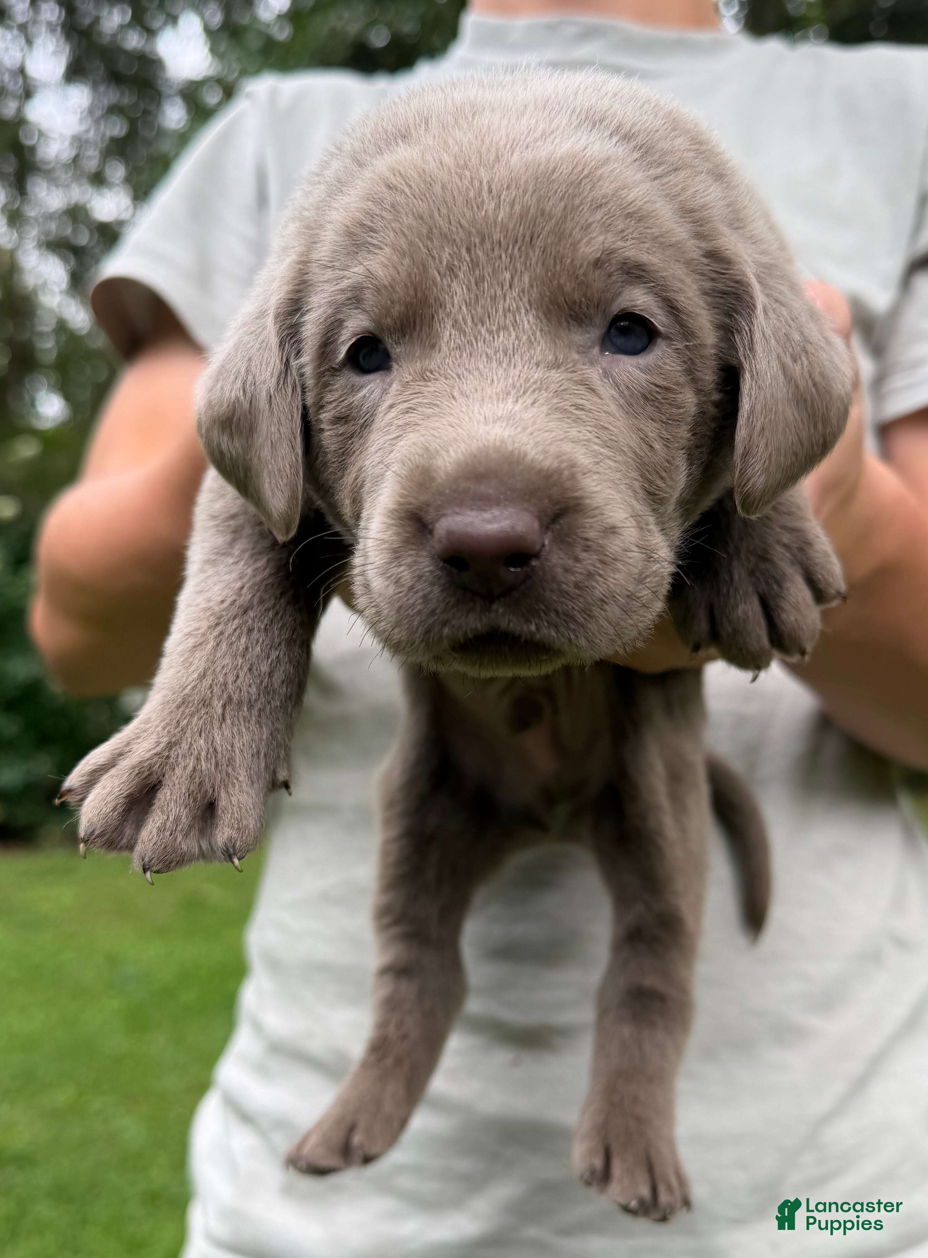 Labrador Retriever dogs Broccoli  - Ad 42
