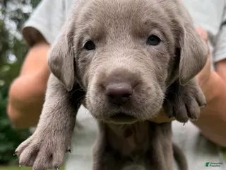 Labrador Retriever dogs Broccoli - Ad 17