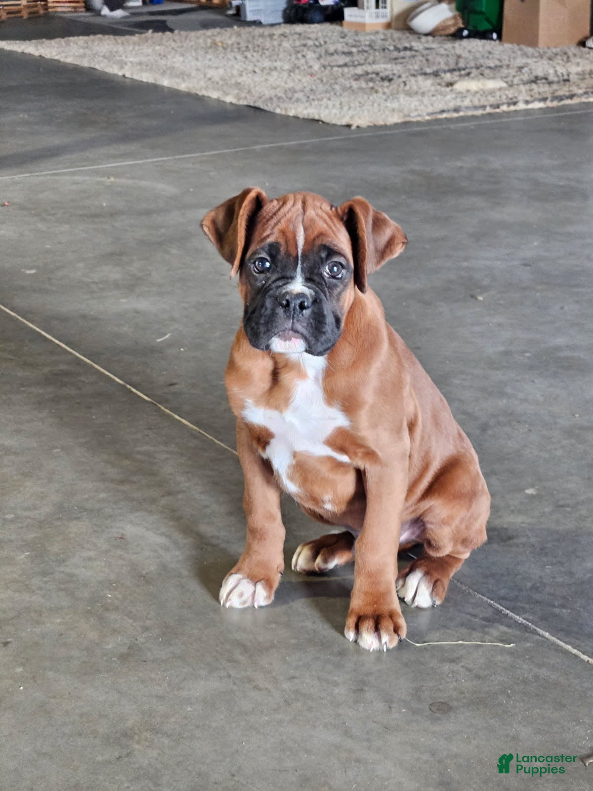 Boxer dogs Dasher - Ad 22