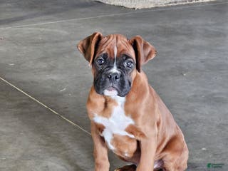 Boxer dogs Dasher - Ad 34