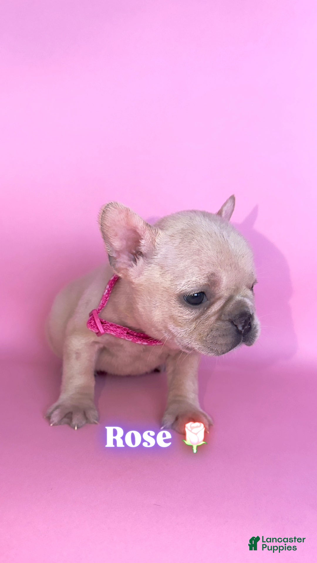 French Bulldog dogs Rose🌹🐾 - Ad 39