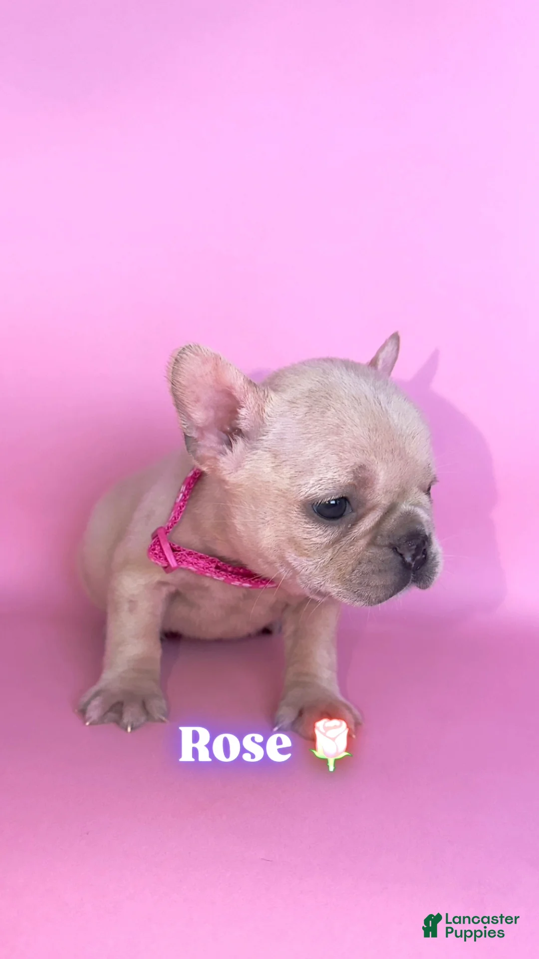 French Bulldog dogs for sale: Rose🌹🐾 - Ad 1