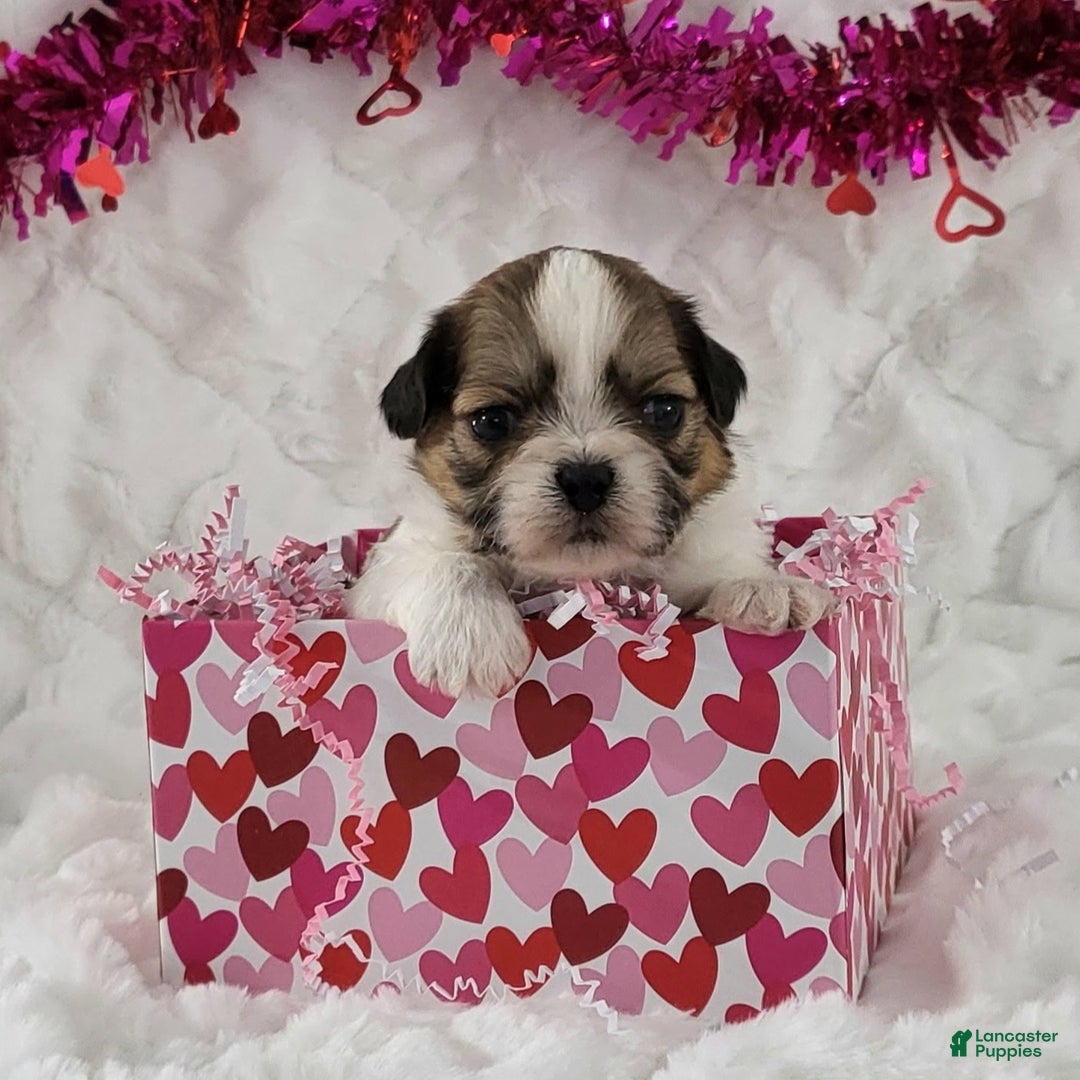 Teddy Bear dogs for sale: Wesley  - Ad 1