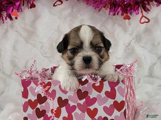 Teddy Bear dogs Wesley - Ad 17