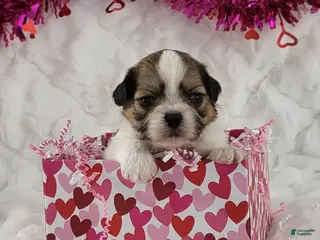 Teddy Bear dogs Wesley - Ad 31