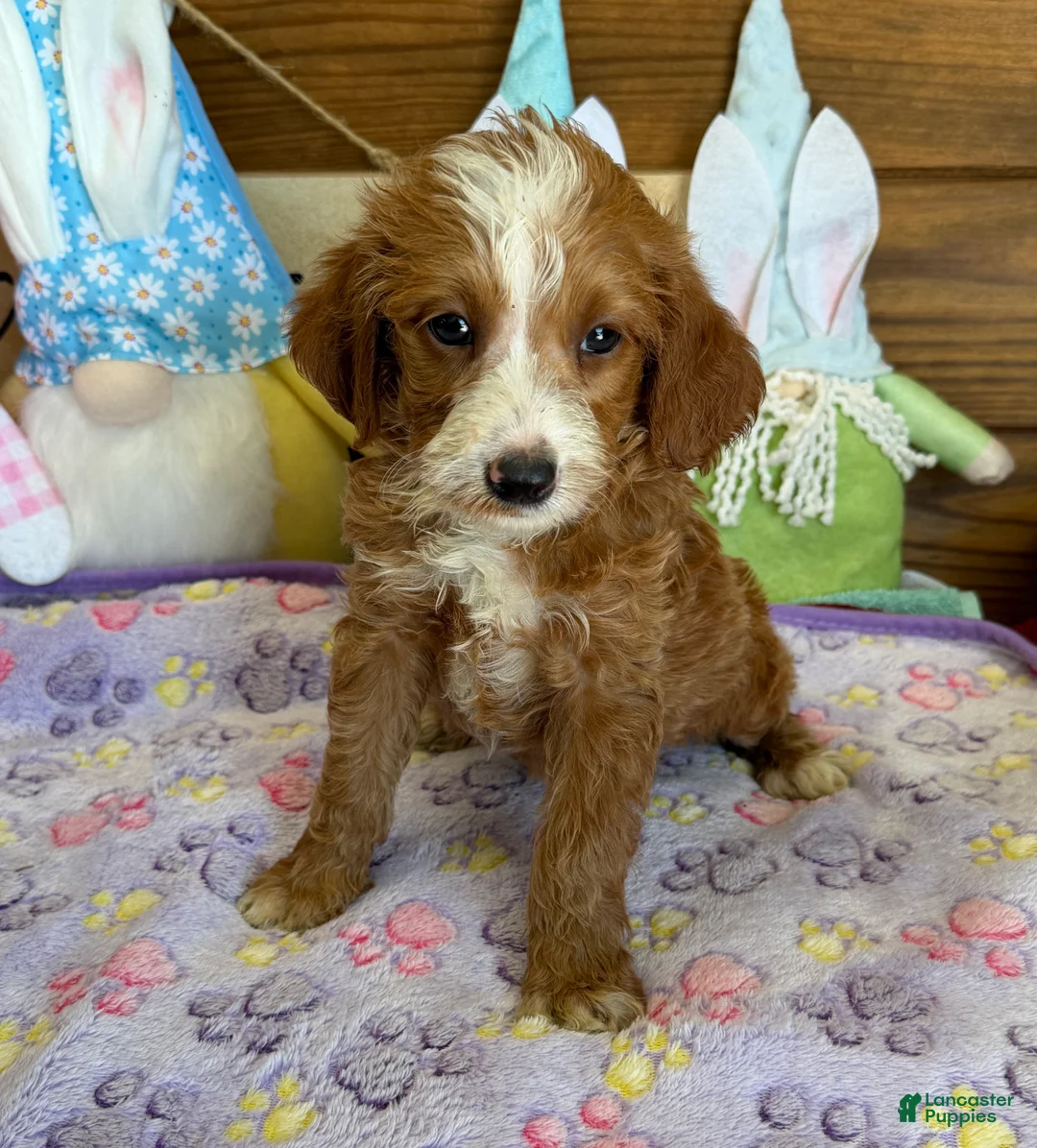 Labradoodle dogs for sale: Casanova - Ad 3