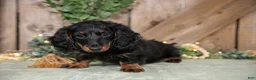 Miniature Dachshund dogs for sale: Cassie - Ad 1
