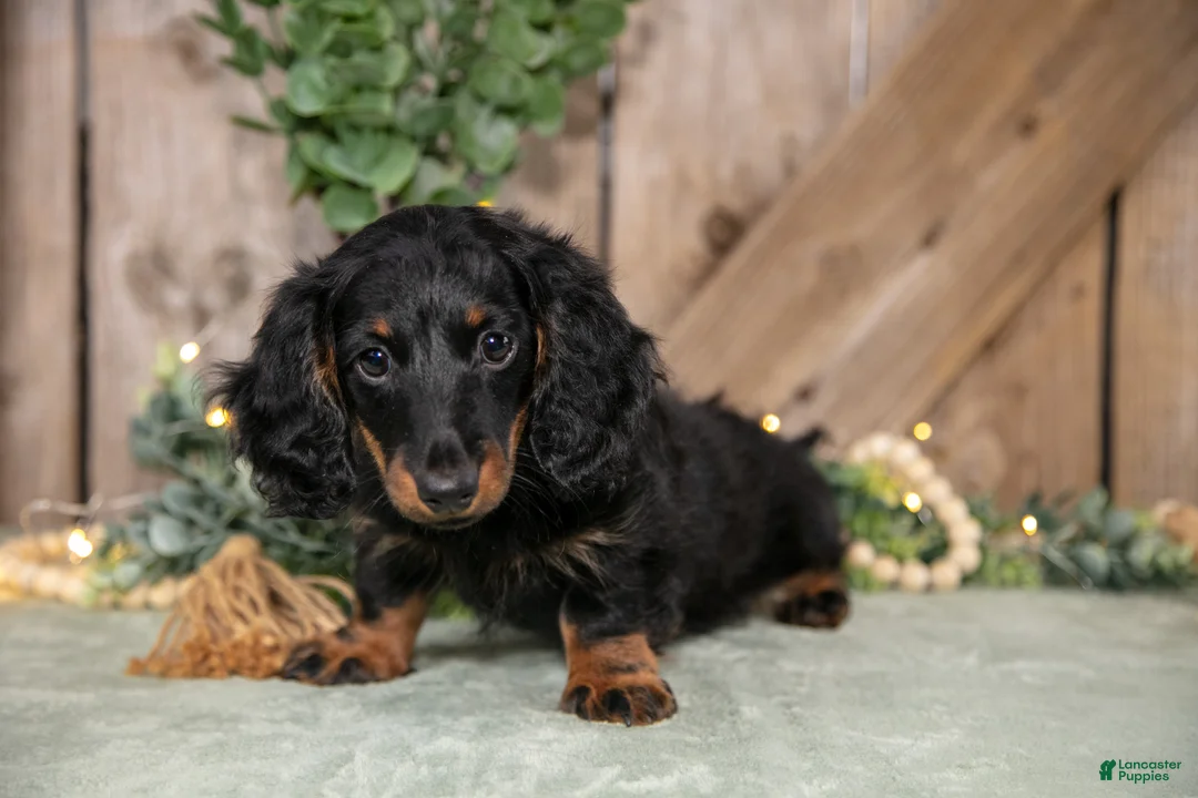 Miniature Dachshund dogs for sale: Cassie - Ad 1
