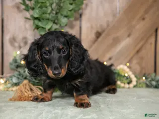 Miniature Dachshund dogs for sale: Cassie - Ad 1