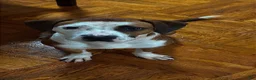 Mixed Breed dogs for sale: Mixed Breed 1 - Ad 6