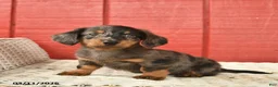 Dachshund dogs for sale: Tony  - Ad 4