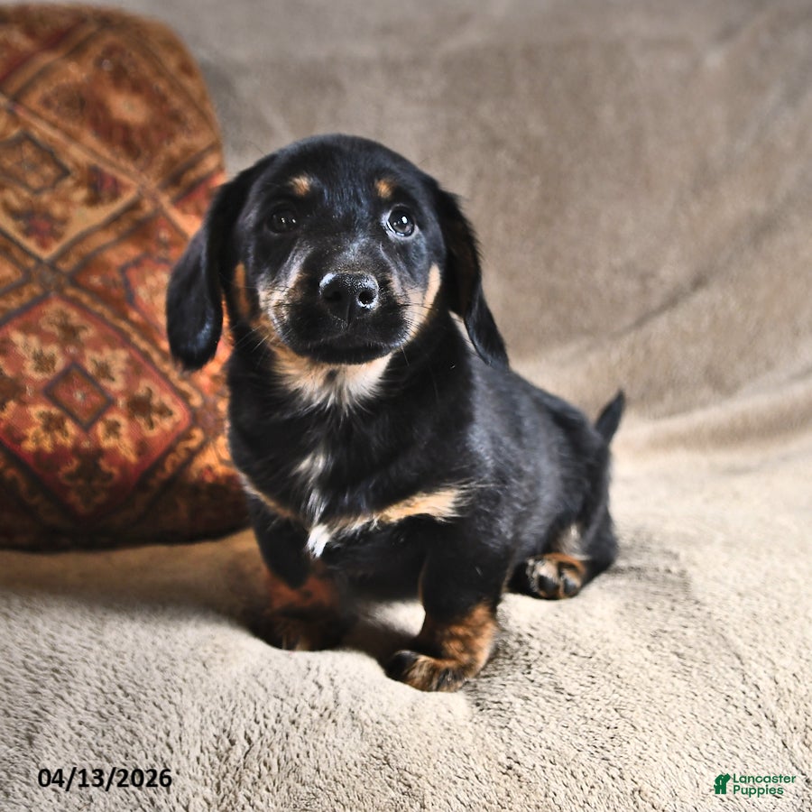 Miniature Dachshund dogs Domino - Ad 1