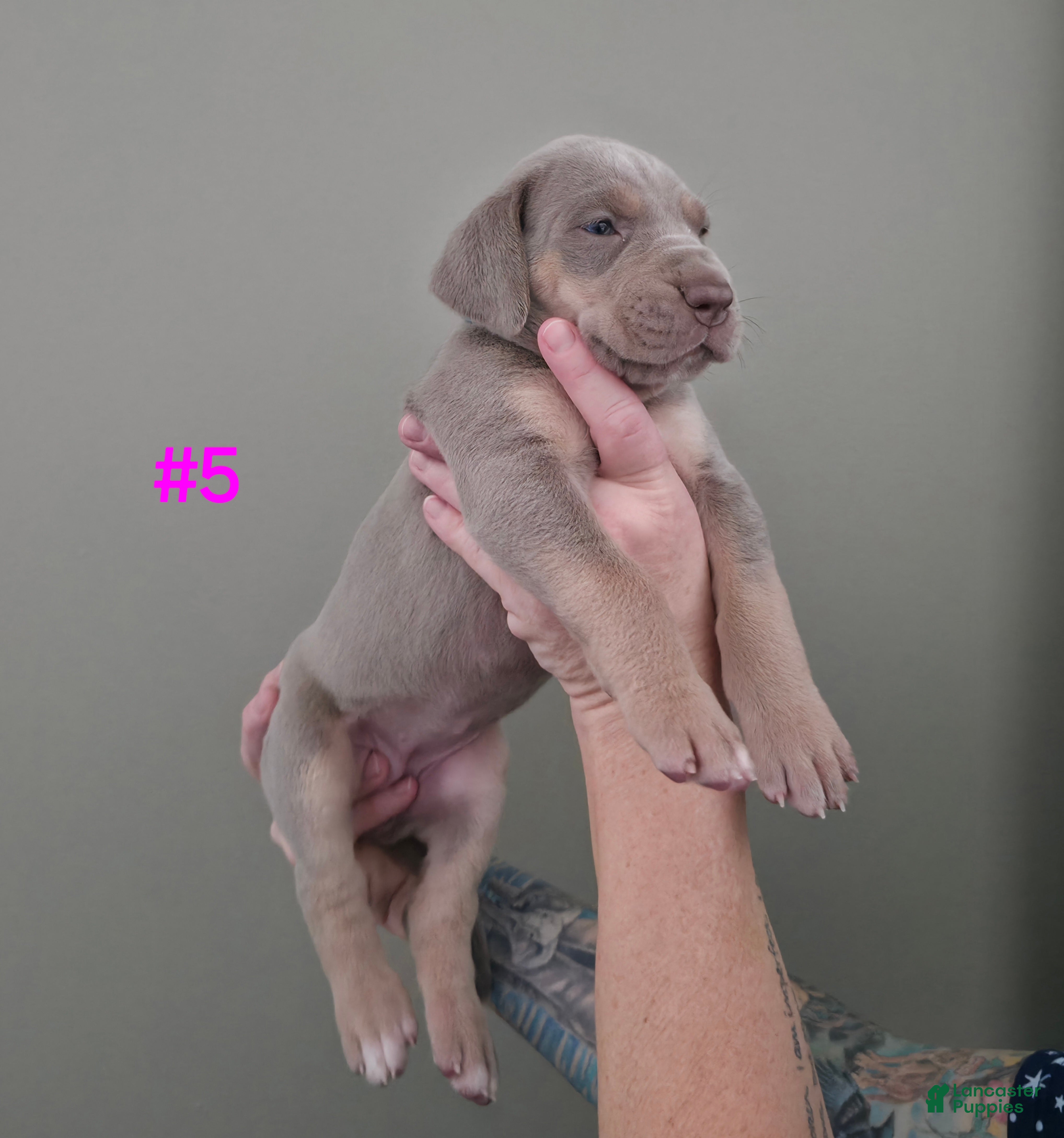 Great Dane dogs Great Dane Puppy 5 - Ad 33