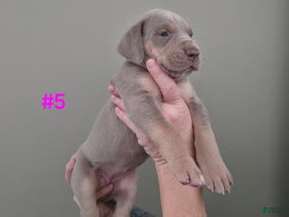 Great Dane dogs Great Dane Puppy 5 - Ad 32