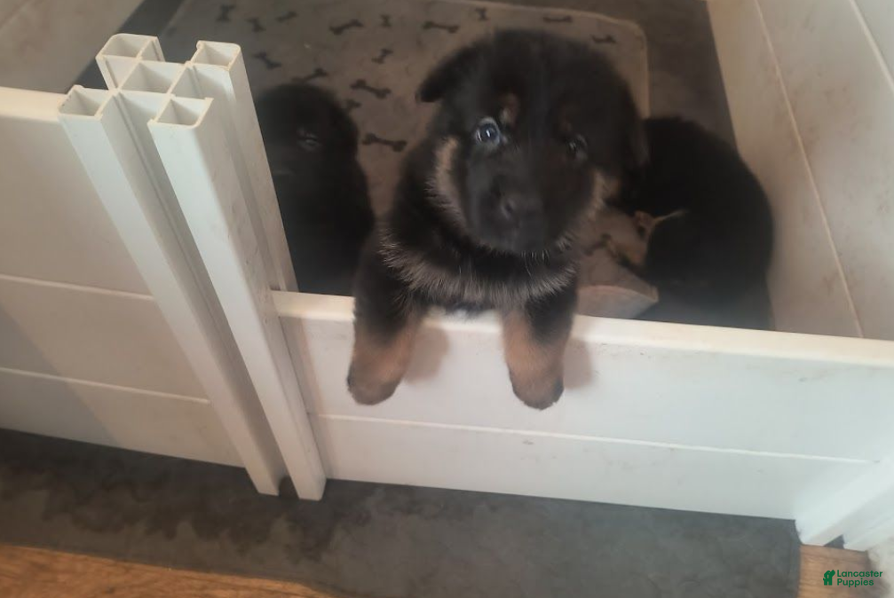 German Shepherd dogs Girl 1 - Ad 28