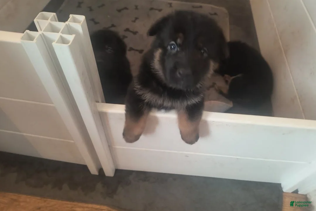 German Shepherd dogs for sale: Girl 1 - Ad 1