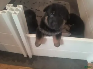 German Shepherd dogs Girl 1 - Ad 28
