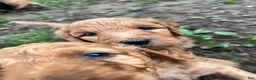 Goldendoodle dogs for sale: Truman - Ad 2